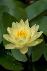 花菜ガーデン【黄色の睡蓮】20190713