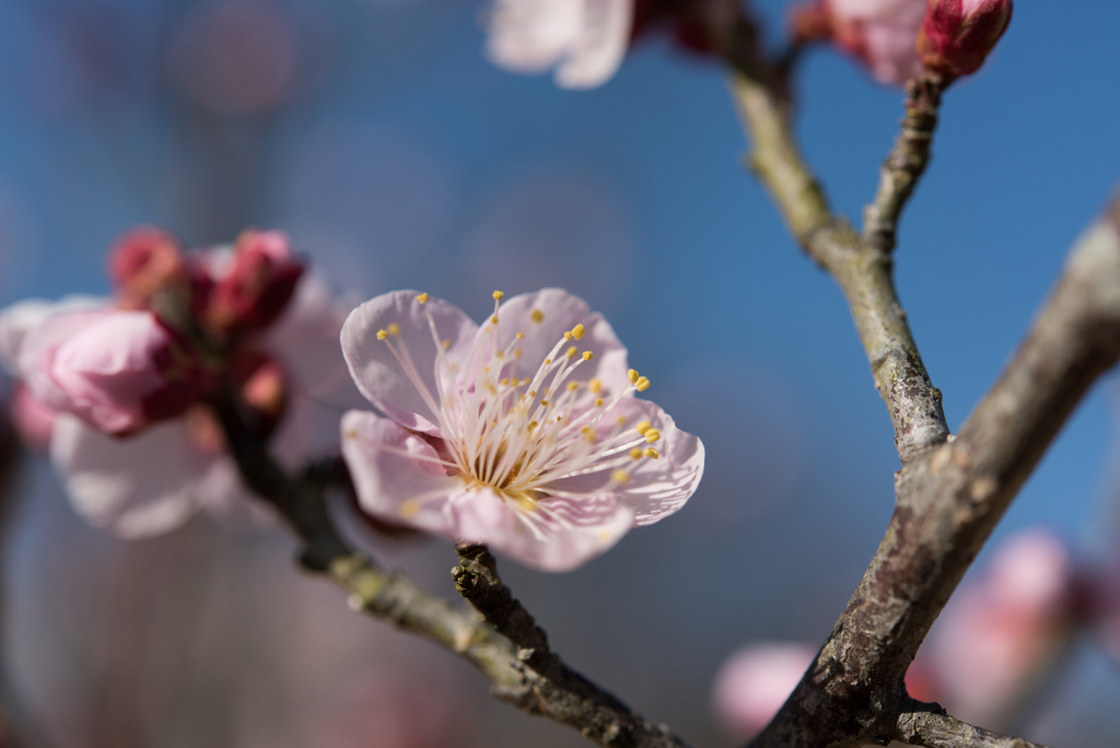 小田原フラワーガーデン【梅：紅冬至】②20170107