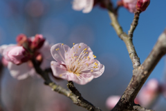 小田原フラワーガーデン【梅：紅冬至】②20170107