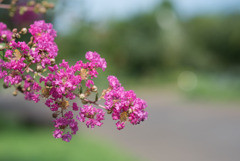 花菜ガーデン【ピンク色の百日紅】③20190818