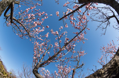 【小田原フラワーガーデン(東雲)】②20150214