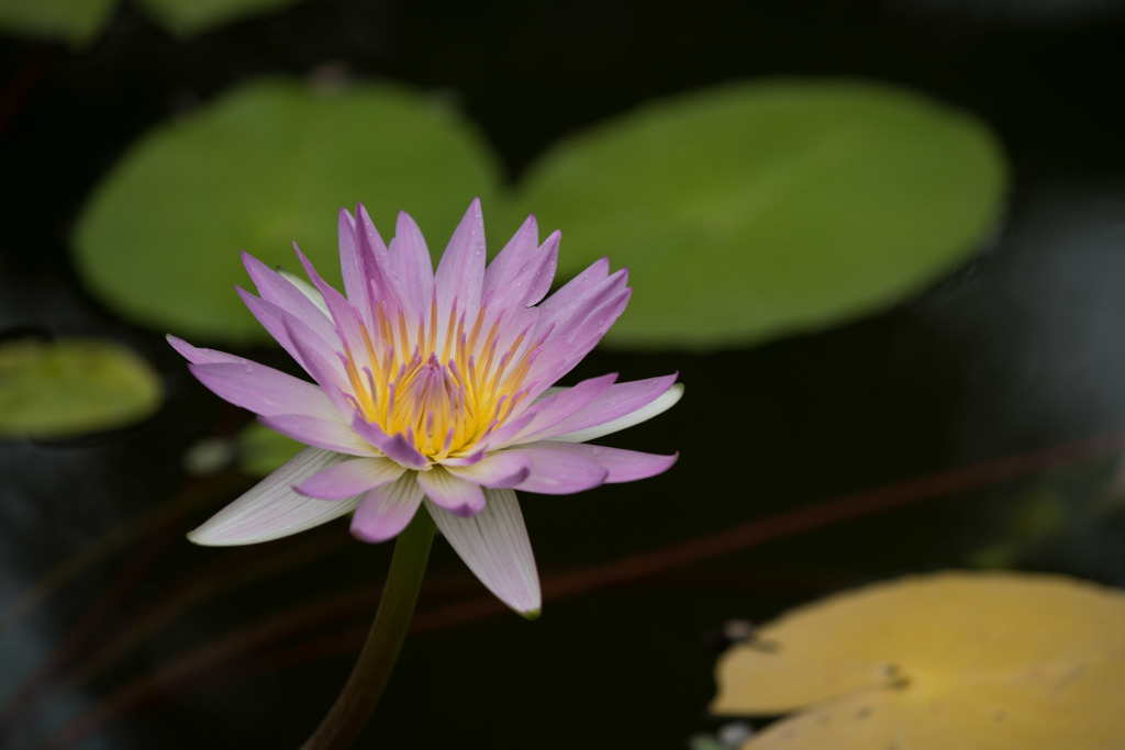 【大船植物園(熱帯睡蓮： ピンク・パール)】20160528