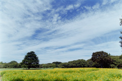 昭和記念公園【キバナコスモス】①20180917