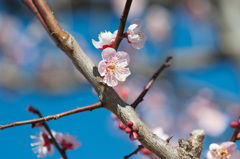 【小田原フラワーガーデン(紅冬至)】②20150214