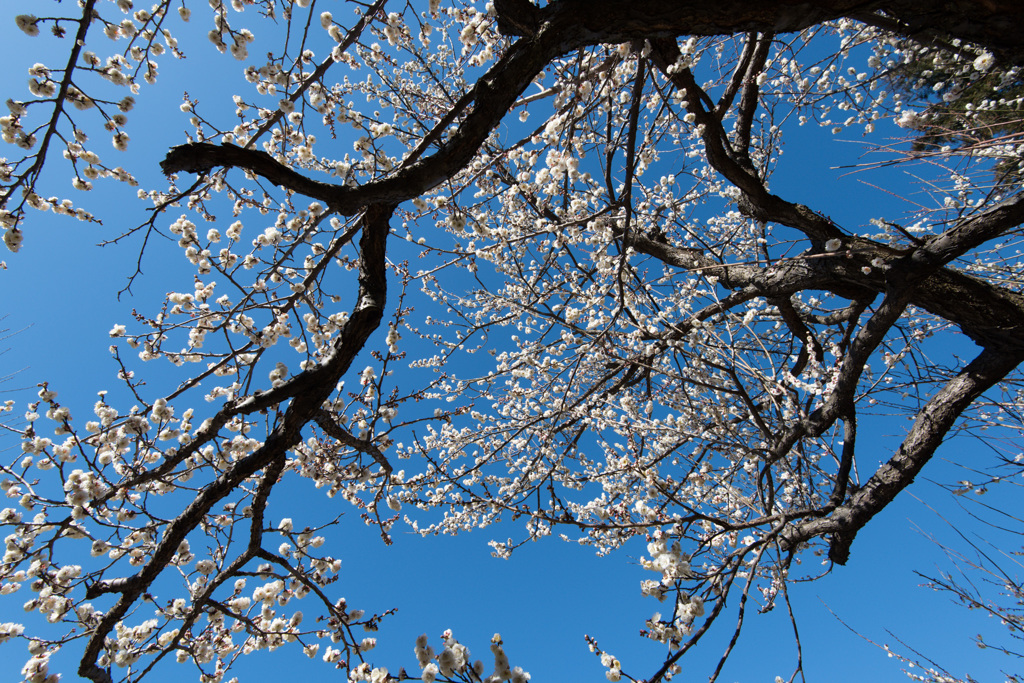 【小田原フラワーガーデン(辻村早咲)】②20150214