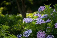 相模原北公園【紫陽花：さざ波】20220619