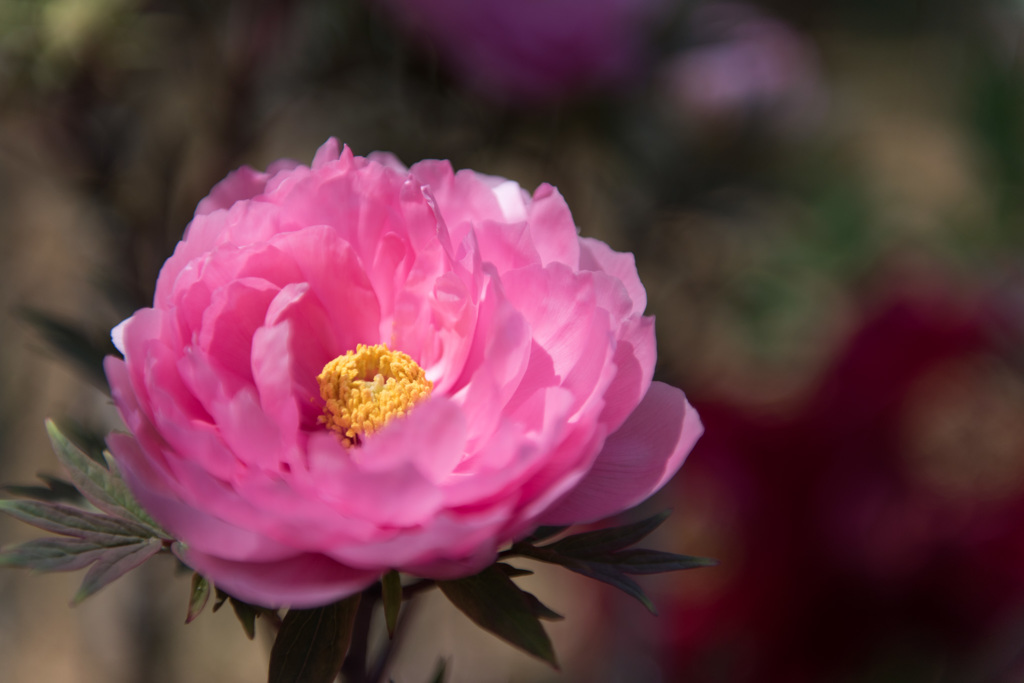 【神代植物公園(ボタン：八千代椿)】20150426