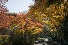 昭和記念公園【日本庭園：紅葉の様子】④20201114