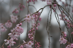 神代植物公園【桜：枝垂れ桜】20190323