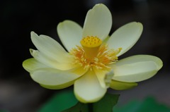 【大船植物園・黄鷺】20140713