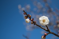 小田原フラワーガーデン【梅：明星】③20170128