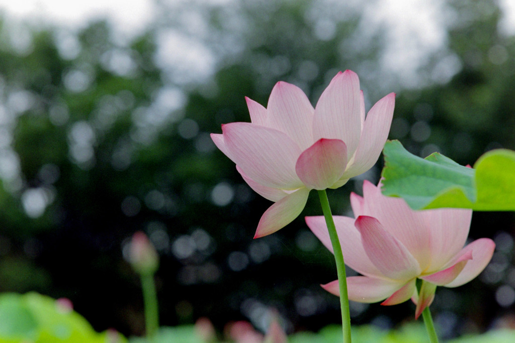 花菜ガーデン【蓮の花】④20200712