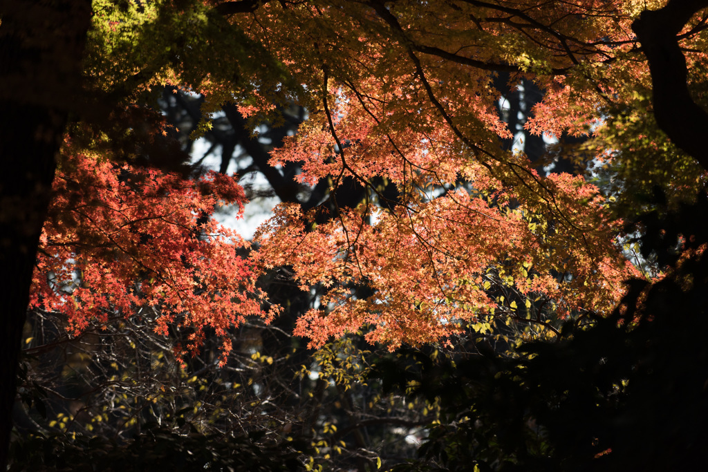 【新宿御苑：もみじ山の紅葉】⑤20141213
