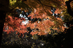 【新宿御苑：もみじ山の紅葉】⑤20141213