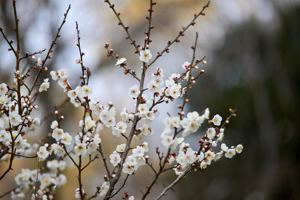 大倉山公園梅林【梅の花：古今集】①20260206