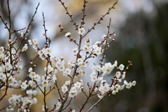大倉山公園梅林【梅の花：古今集】①20260206