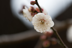 【小田原フラワーガーデン(八重野梅)】①20150124