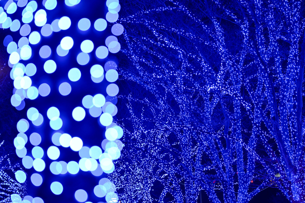 都内夜景巡り【青の洞窟：イルミネーション】④20251216
