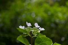 薬師池公園【紫陽花：ガクアジサイ】①20230601