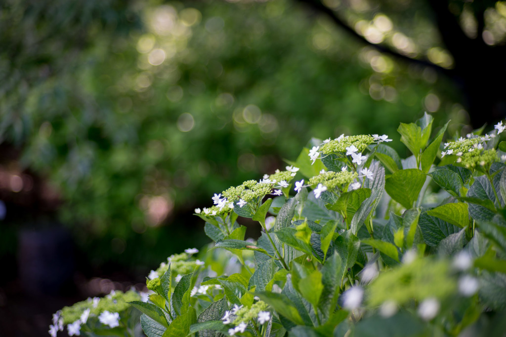 相模原北公園【紫陽花： ミハラヤエ】①20190616