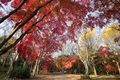 神代植物公園【自由広場の紅葉】①20201213