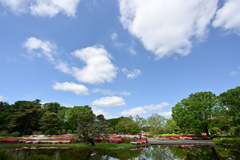 神代植物公園【つつじ園：遠景】①20240425