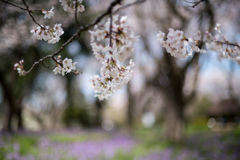 昭和記念公園【桜の園：染井吉野のアップ】⑤20220402