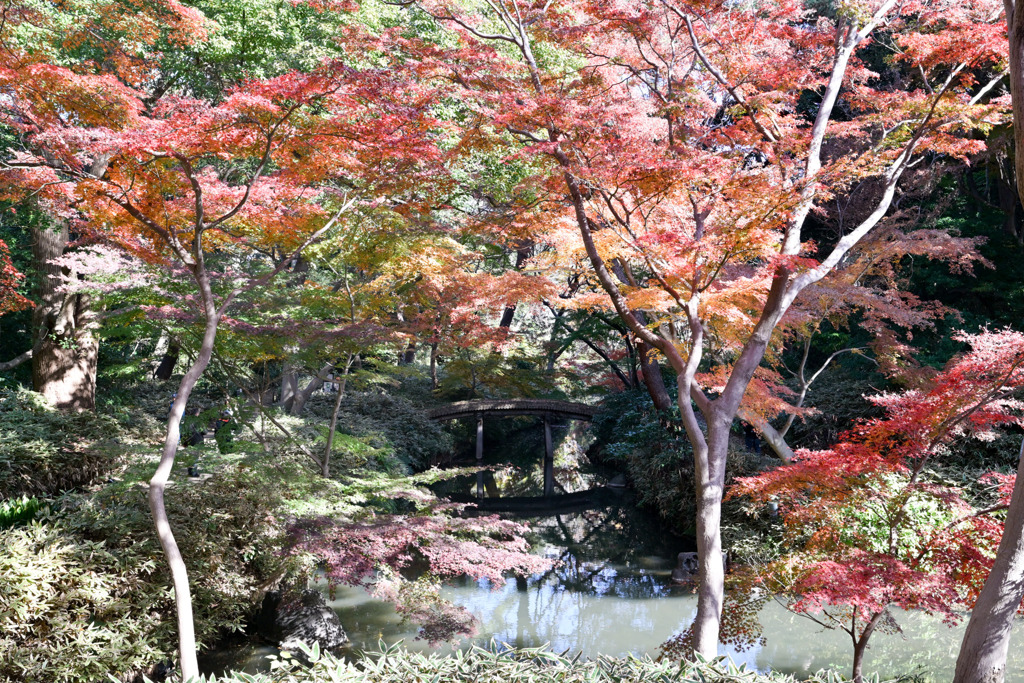 都内紅葉巡り【六義園：つつじ茶屋付近の紅葉】⑤20251128