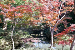 都内紅葉巡り【六義園：つつじ茶屋付近の紅葉】⑤20251128