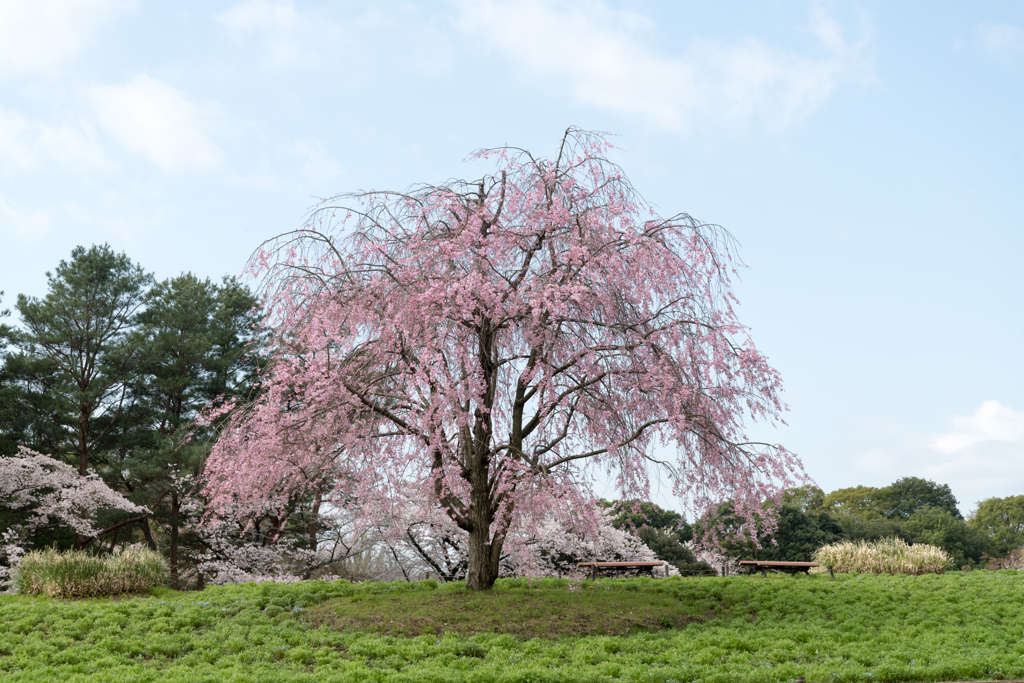 昭和記念公園【渓流広場：八重紅枝垂れ桜】20230329