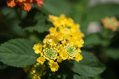 【庭に咲く花(ランタナ)】①20150531
