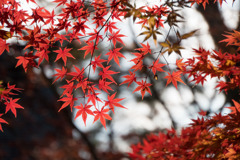 【九品仏浄真寺の紅葉】⑥20171202