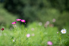 昭和記念公園【花の丘の花畑：コスモス】①20210920