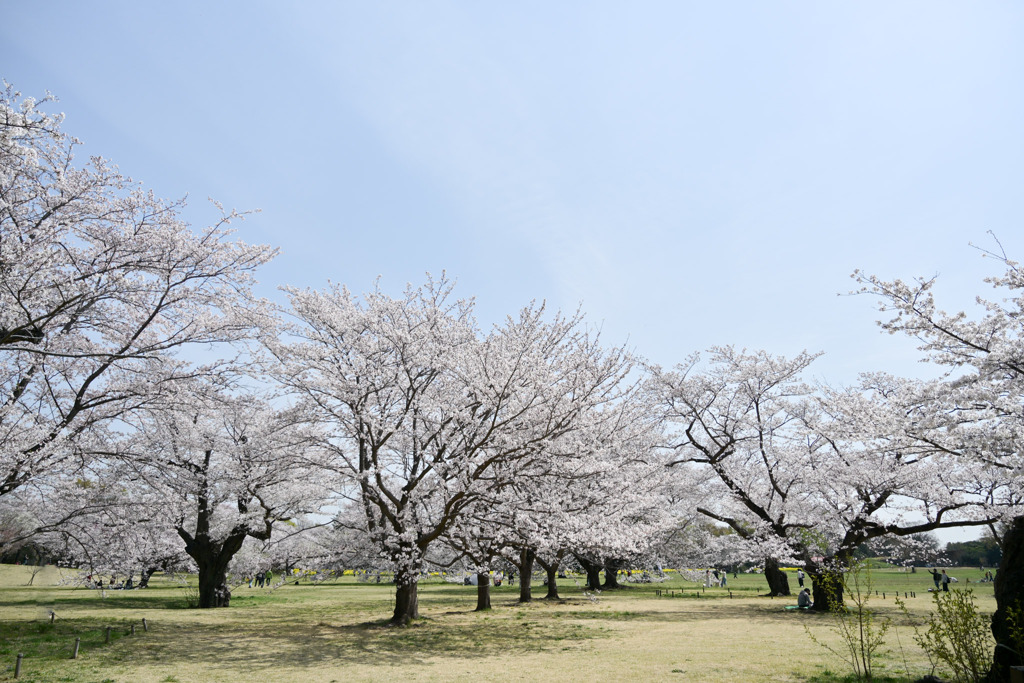 昭和記念公園【花の園の桜林】④20250408
