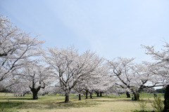 昭和記念公園【花の園の桜林】④20250408