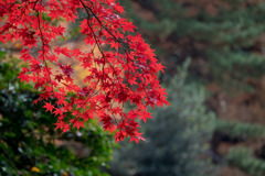 新宿御苑【旧御涼亭あたりの紅葉】③20171202