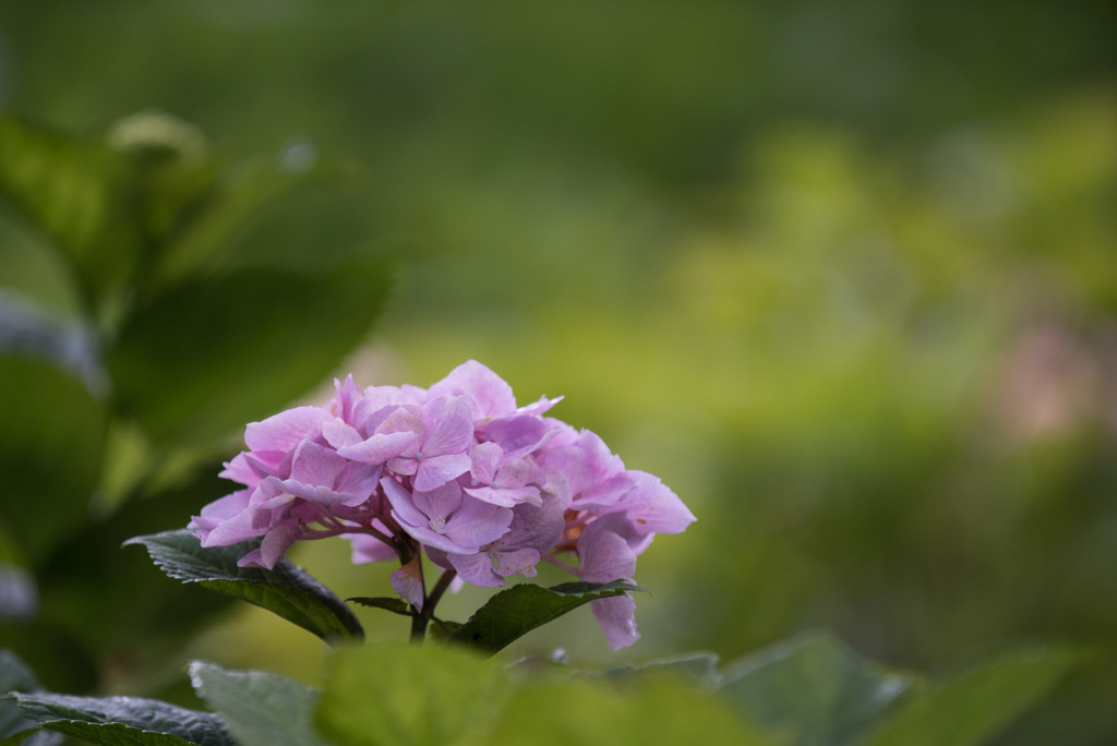 相模原北公園【紫陽花：ピンクシャワー】20180617