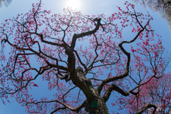 府中市郷土の森【梅：紅千鳥】①20210223