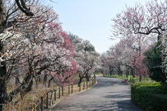 府中市郷土の森【梅園の眺め】③20250309