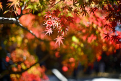 九品仏浄真寺【紅葉のアップ】③20241206