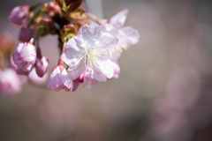 新宿御苑【長州緋桜】②20200326