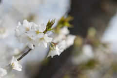 テリタビーズ公園【サクラ：大島桜】③20200322