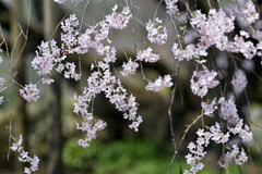 六義園【枝垂れ桜】③20250326