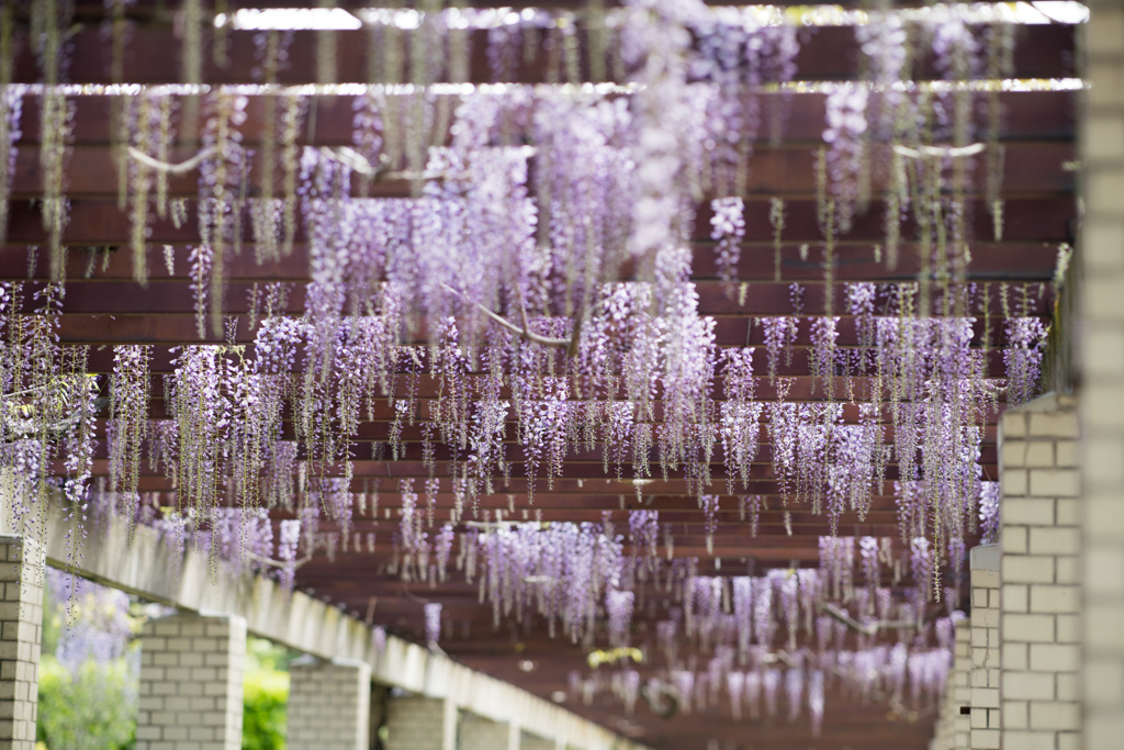 神代植物公園【藤棚のフジ(紫)】20230413