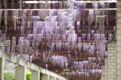 神代植物公園【藤棚のフジ(紫)】20230413