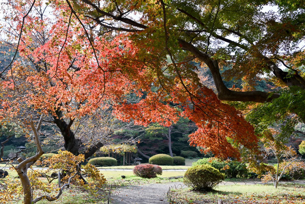 新宿御苑【日本庭園の紅葉】②20251124