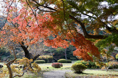 新宿御苑【日本庭園の紅葉】②20251124