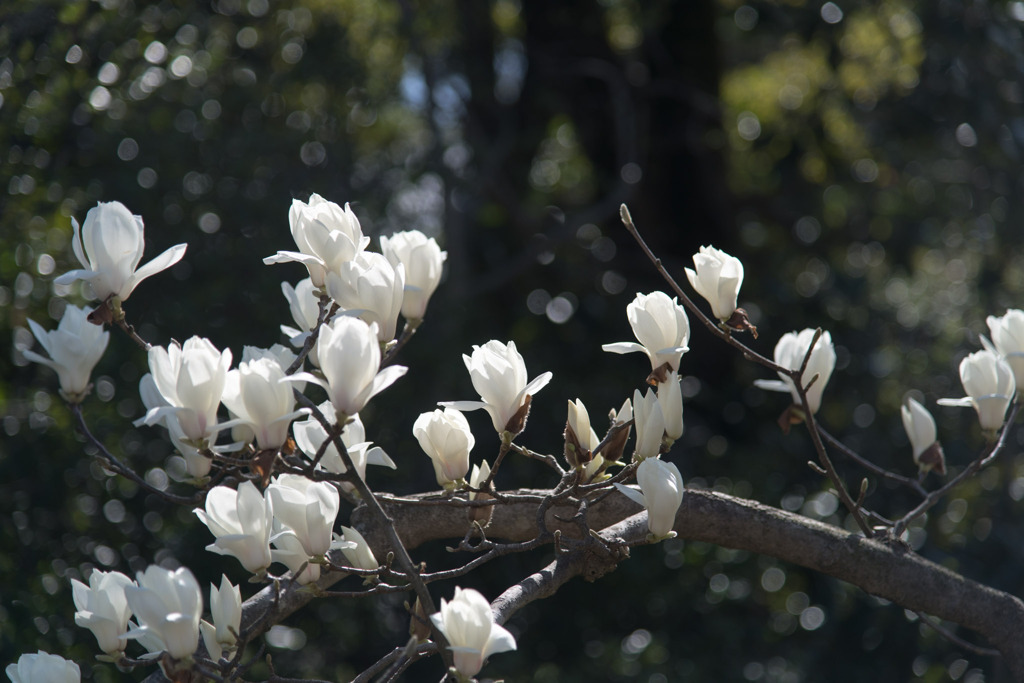 早春の神代植物公園【ハクモクレン】③20200315
