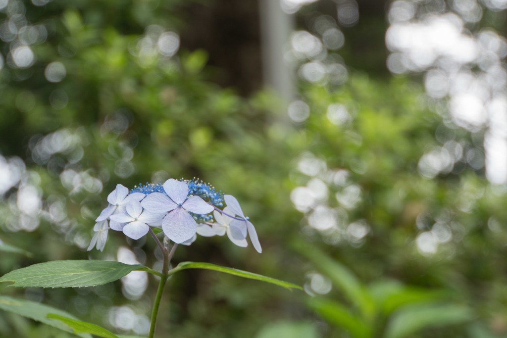 浄慶寺【紫陽花：ガクアジサイ】①20180616