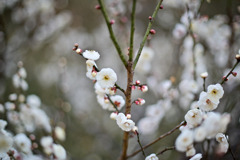 大倉山公園梅林【梅の花：玉牡丹】①20260206